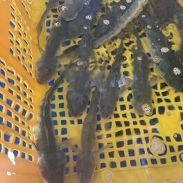 신안압해수산