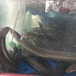 신안압해수산