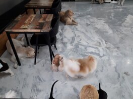 똥꼬발랄애견카페