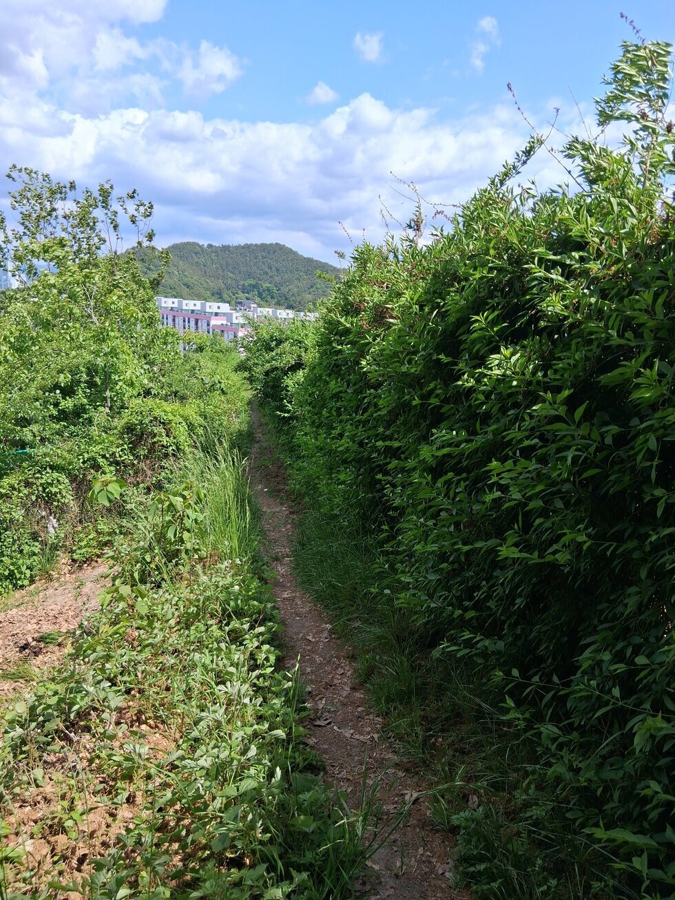 안장산 둘레길 개나리