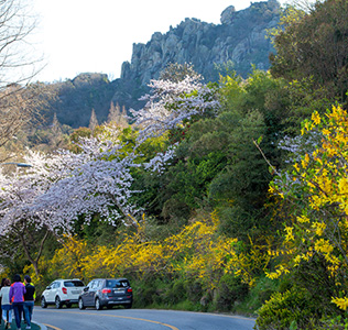 개나리와 벚꽃이 만발한 유달산의 봄전경