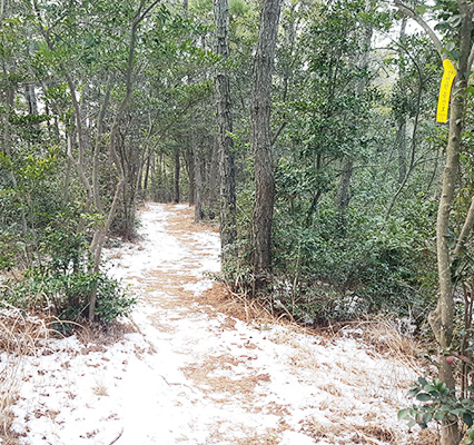눈이쌓인 고하도숲길전경