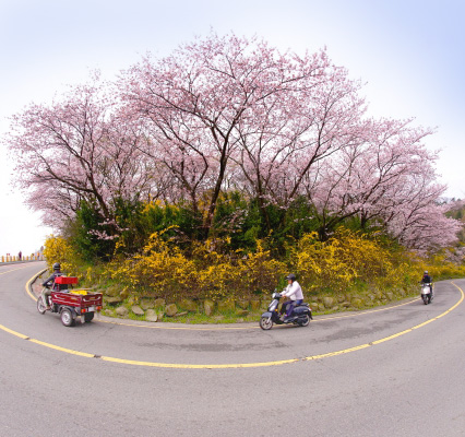 개나리와 벚꽃이 만발한 드라이브코스를 오토바이로 지나가는 사람들