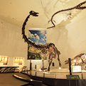 자연사 박물관