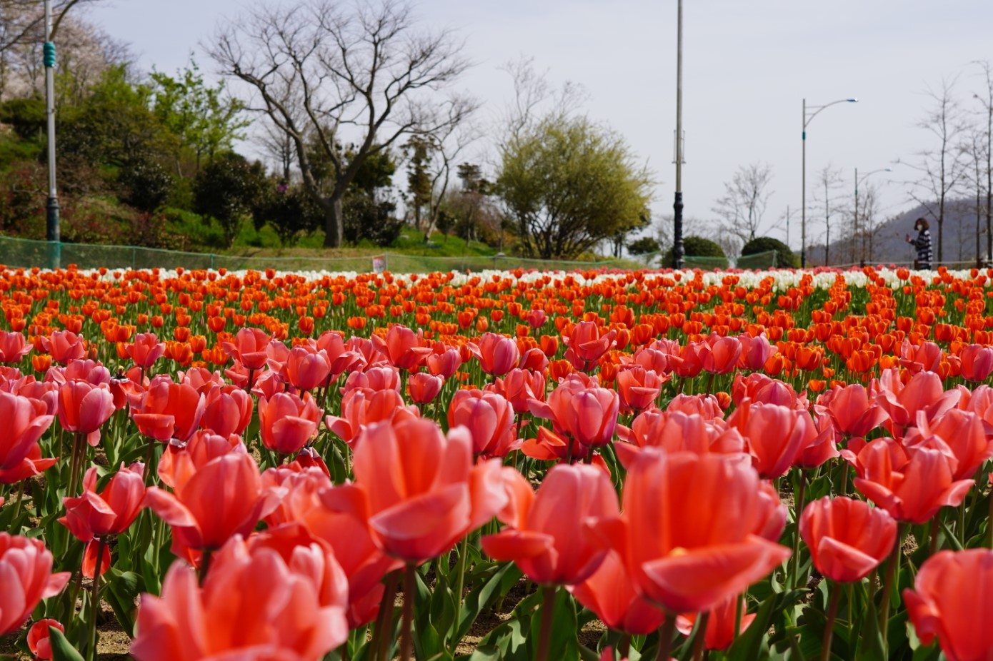 ‘사계절 꽃피는 섬’삼학도, 형형색색 봄꽃 만발