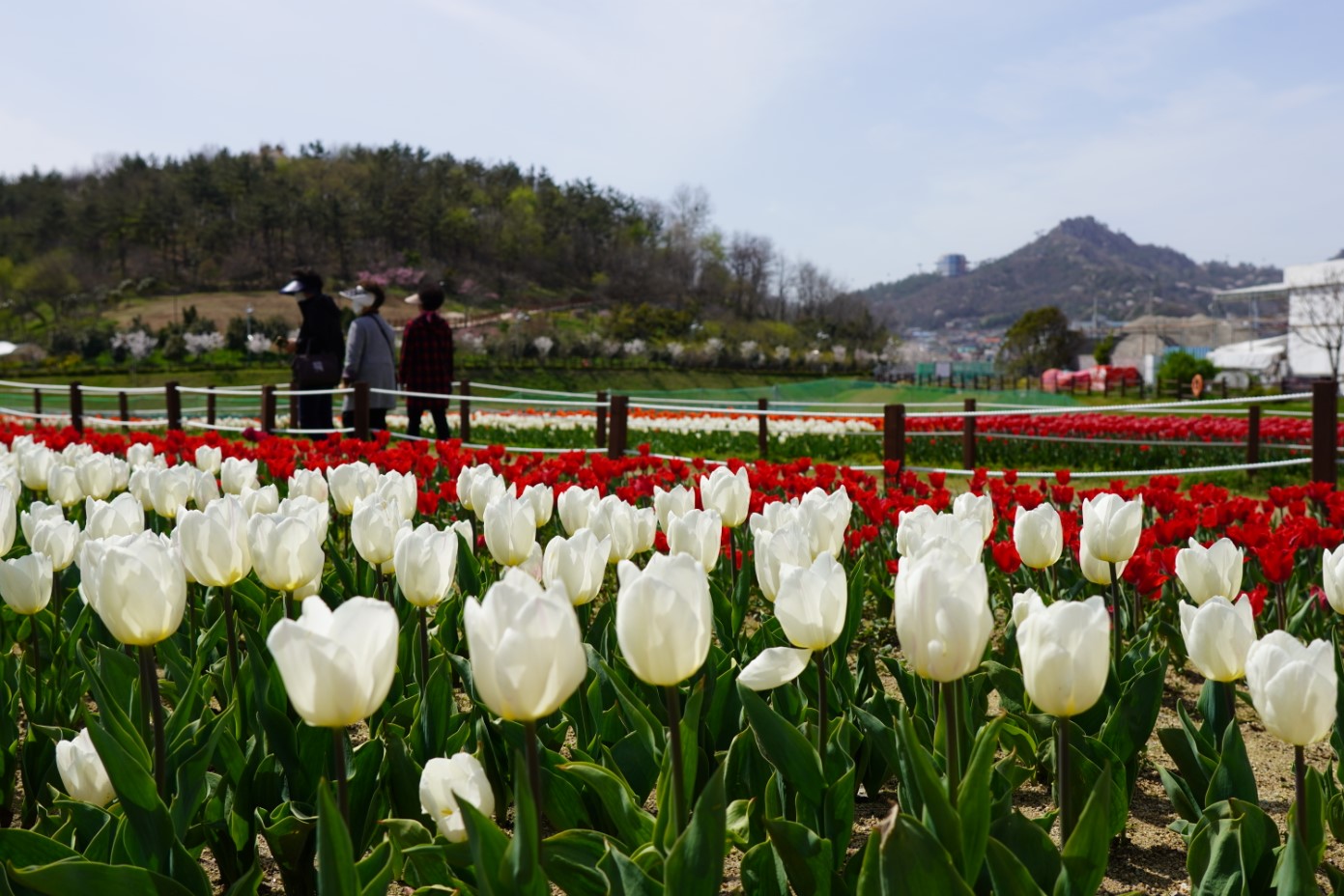 ‘사계절 꽃피는 섬’삼학도, 형형색색 봄꽃 만발