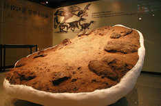 육식공룡알둥지화석