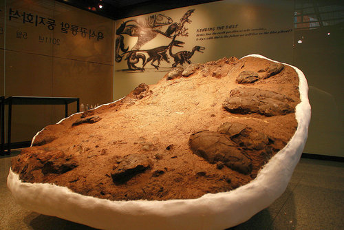 육식공룡알둥지화석