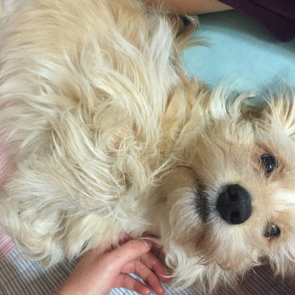 KakaoTalk_20160429_231032669.jpg